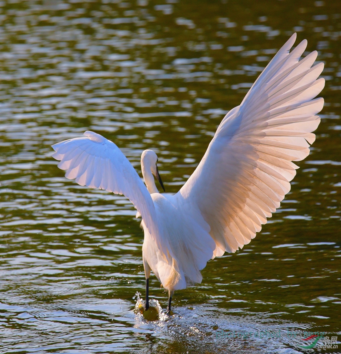 DSC_3162_����.jpg
