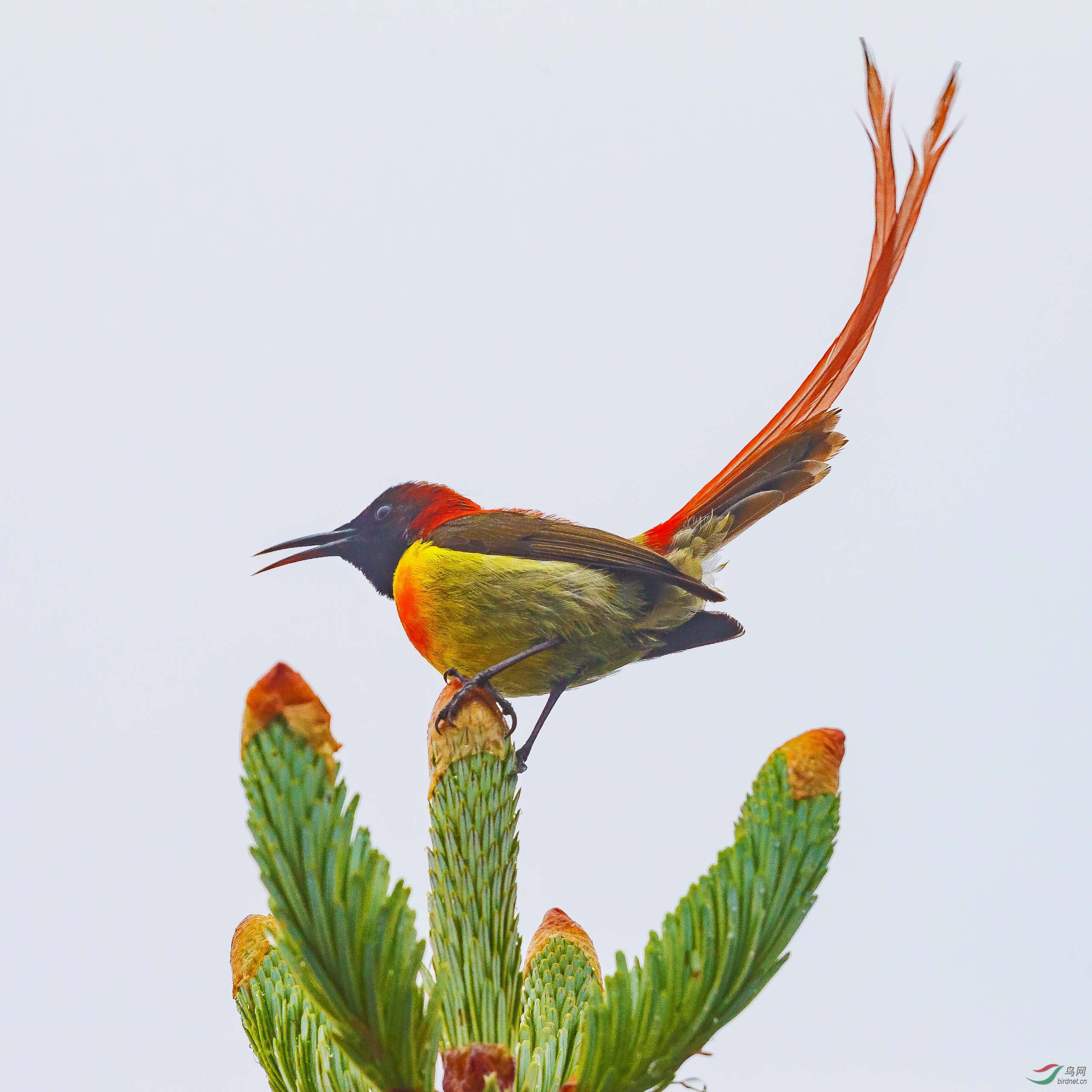 高高翘起的红尾巴