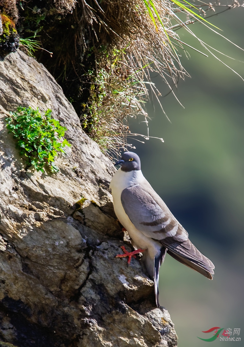巴郎山的岩鸽
