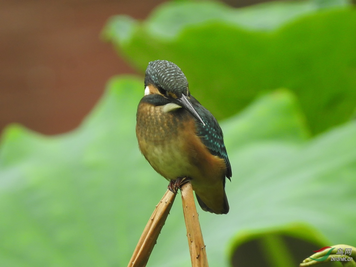 DSCN1032.jpg