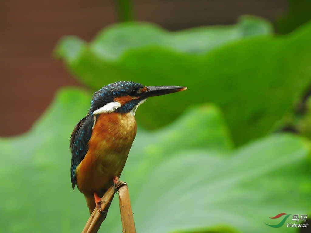 DSCN1039.jpg