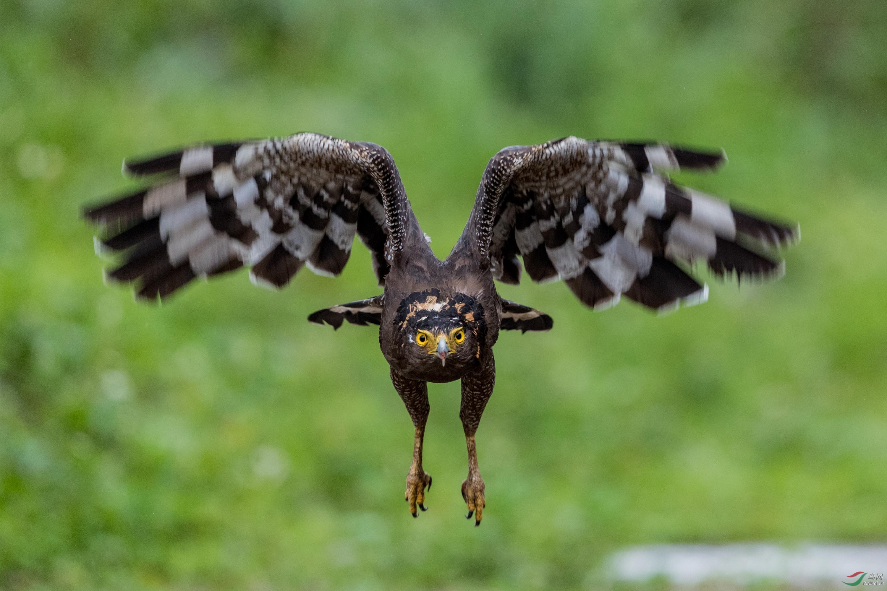 蛇雕近拍起飞祝贺获首页精华