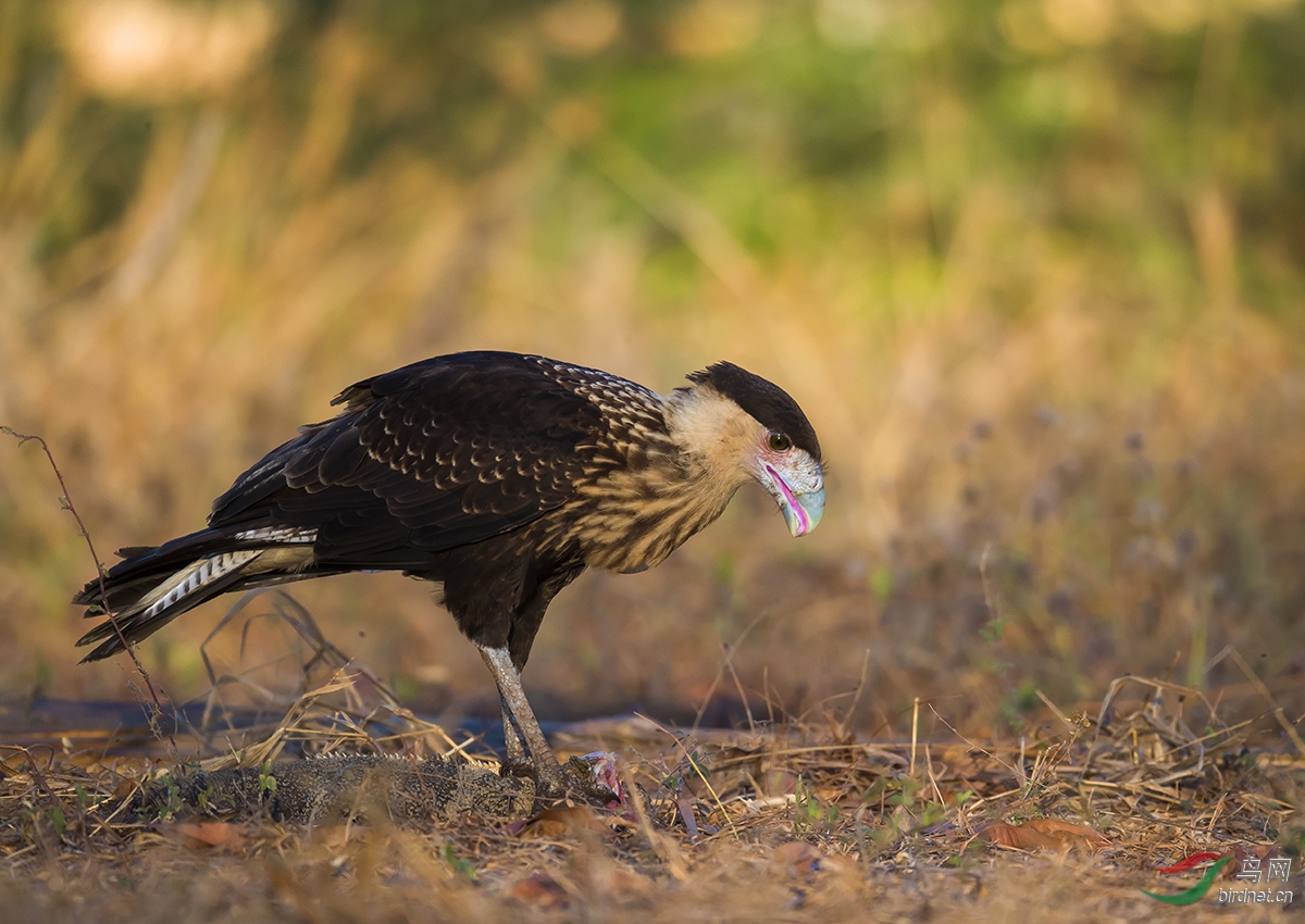 猛禽过着美好的日子巨隼