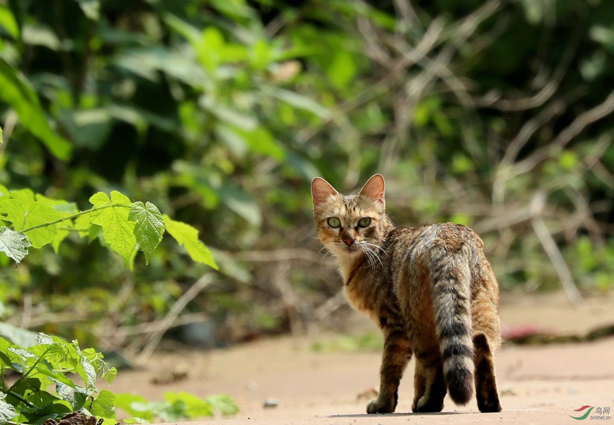 野猫