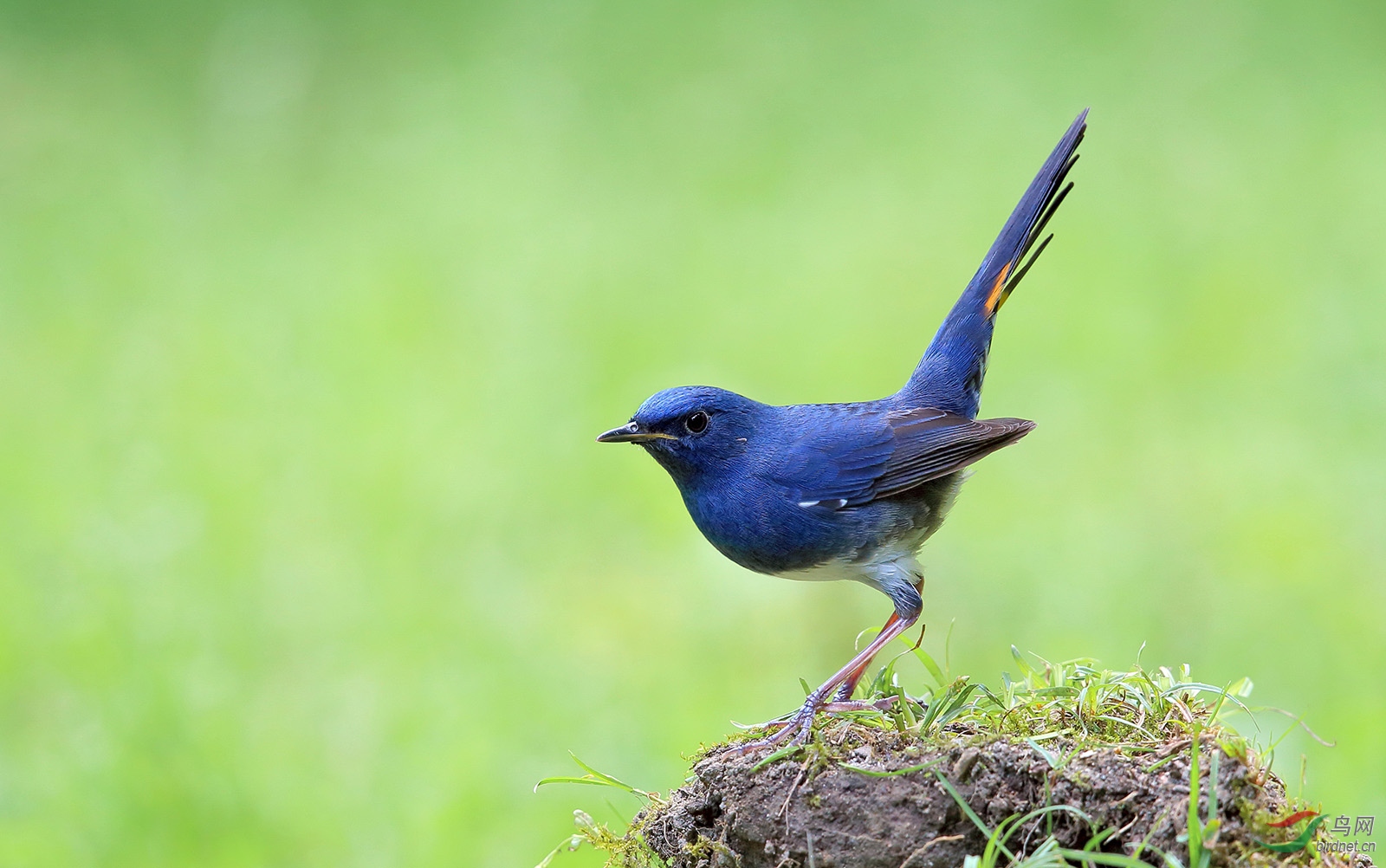 骄傲的白腹短翅鸲