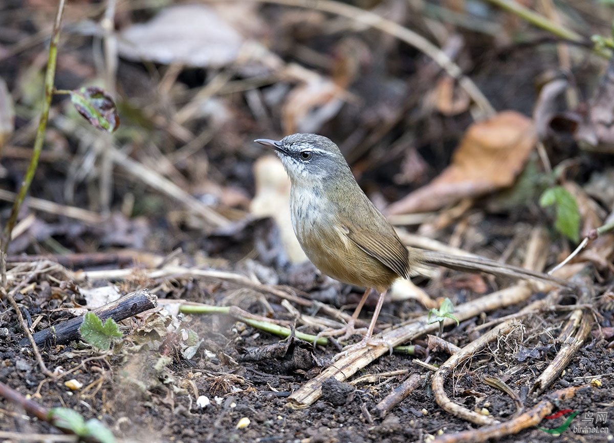 DSC_4283_5.jpg