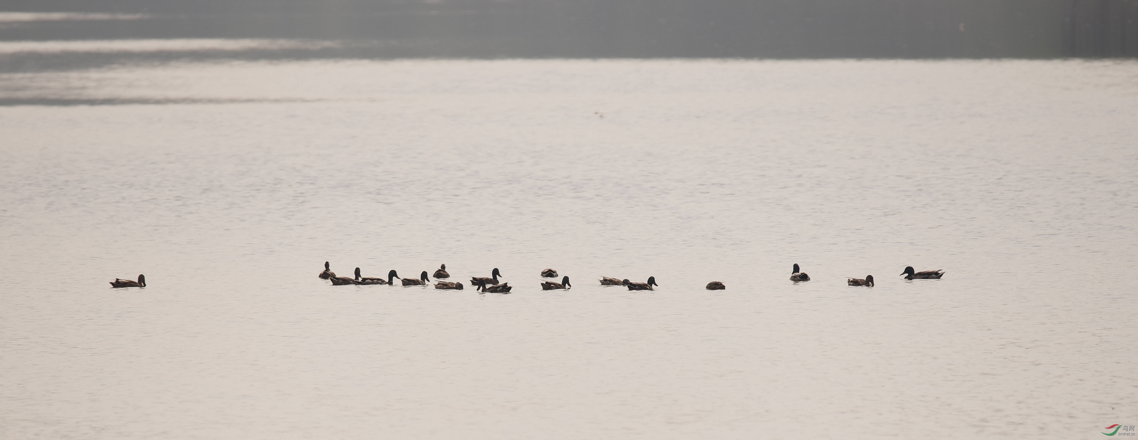 DSC_4539_����600.jpg