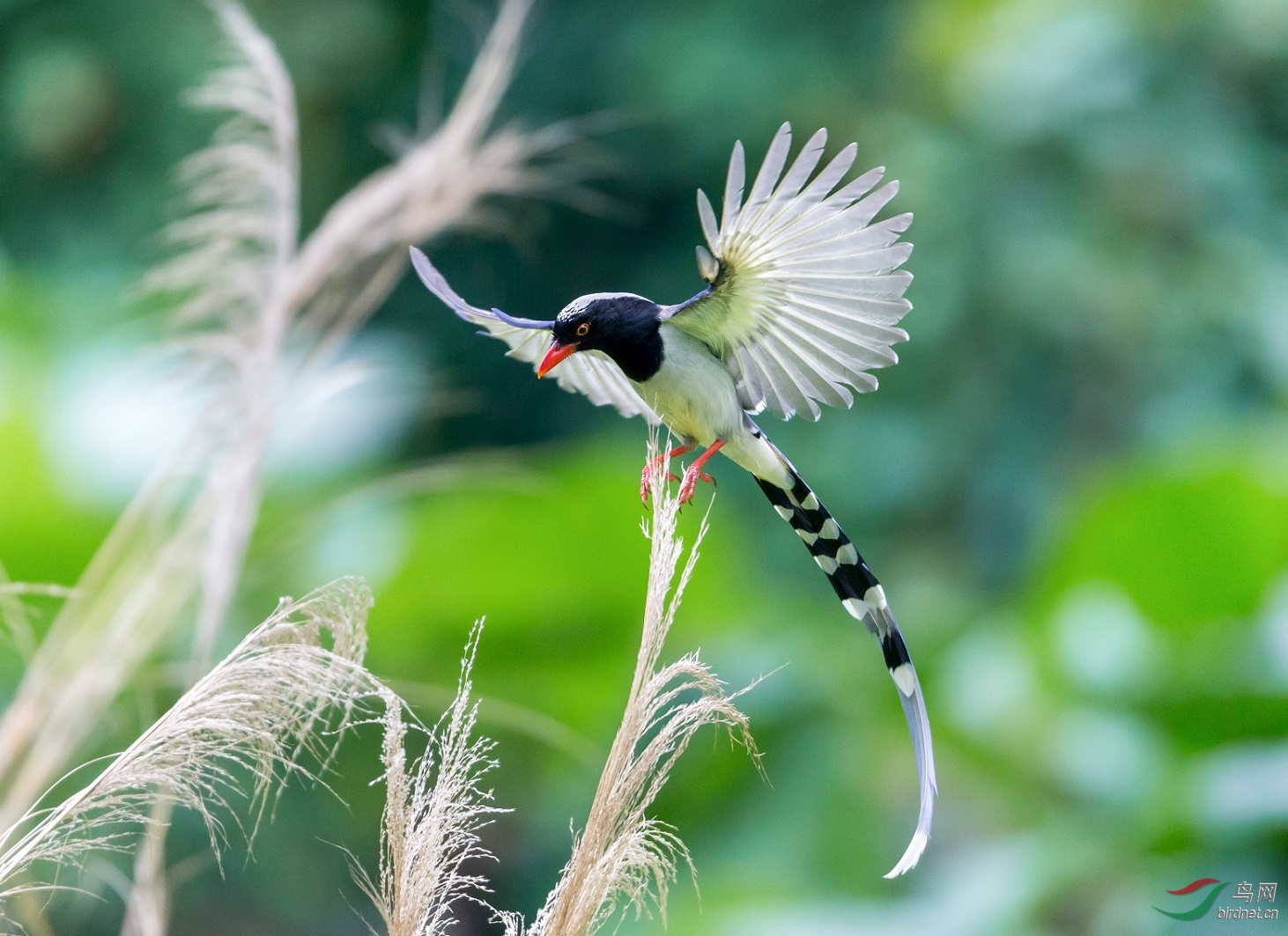 风中飞舞的蓝精灵