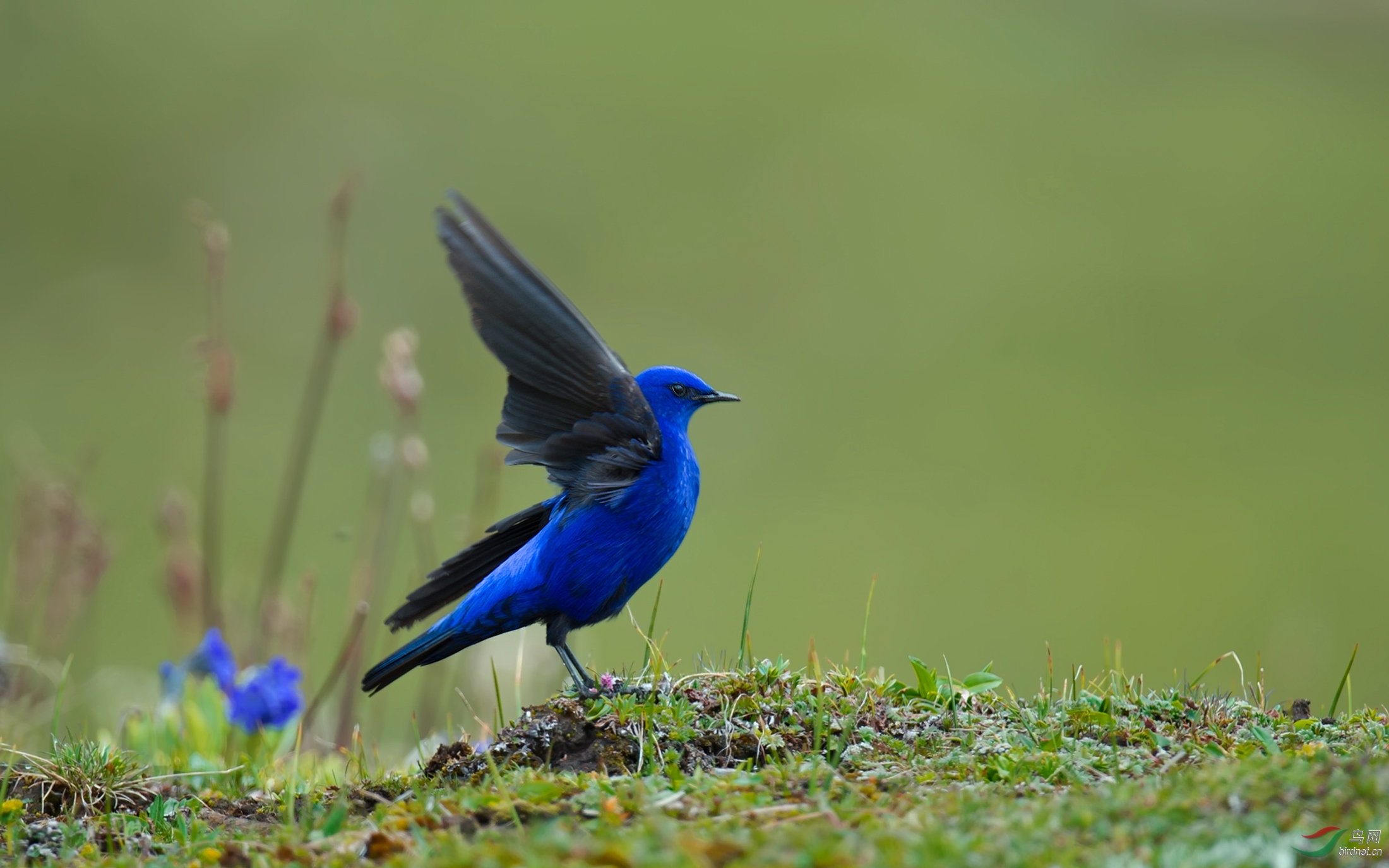 蓝大翅鸲的魅力