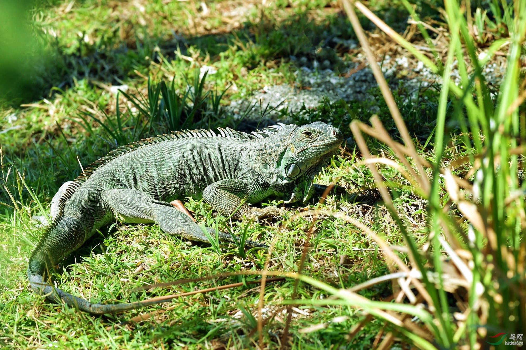 美国佛罗里达拍的大变色龙