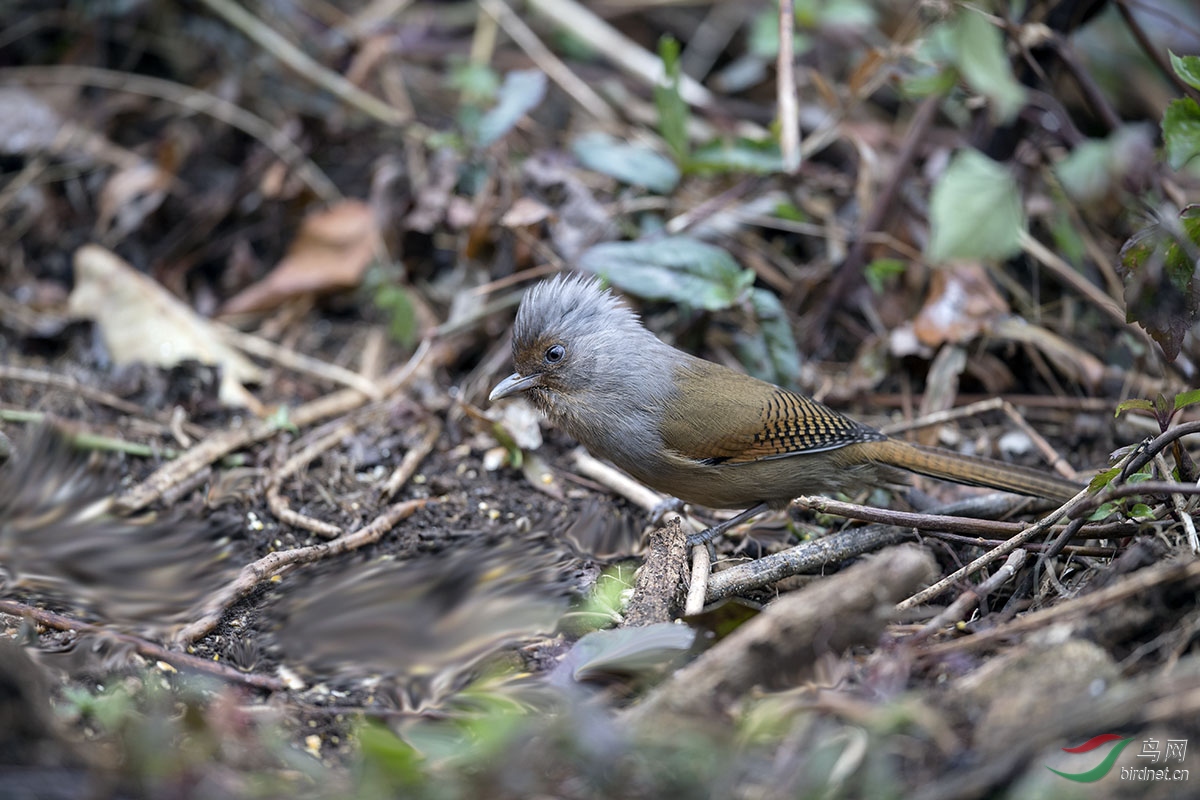 DSC_4563_5.jpg