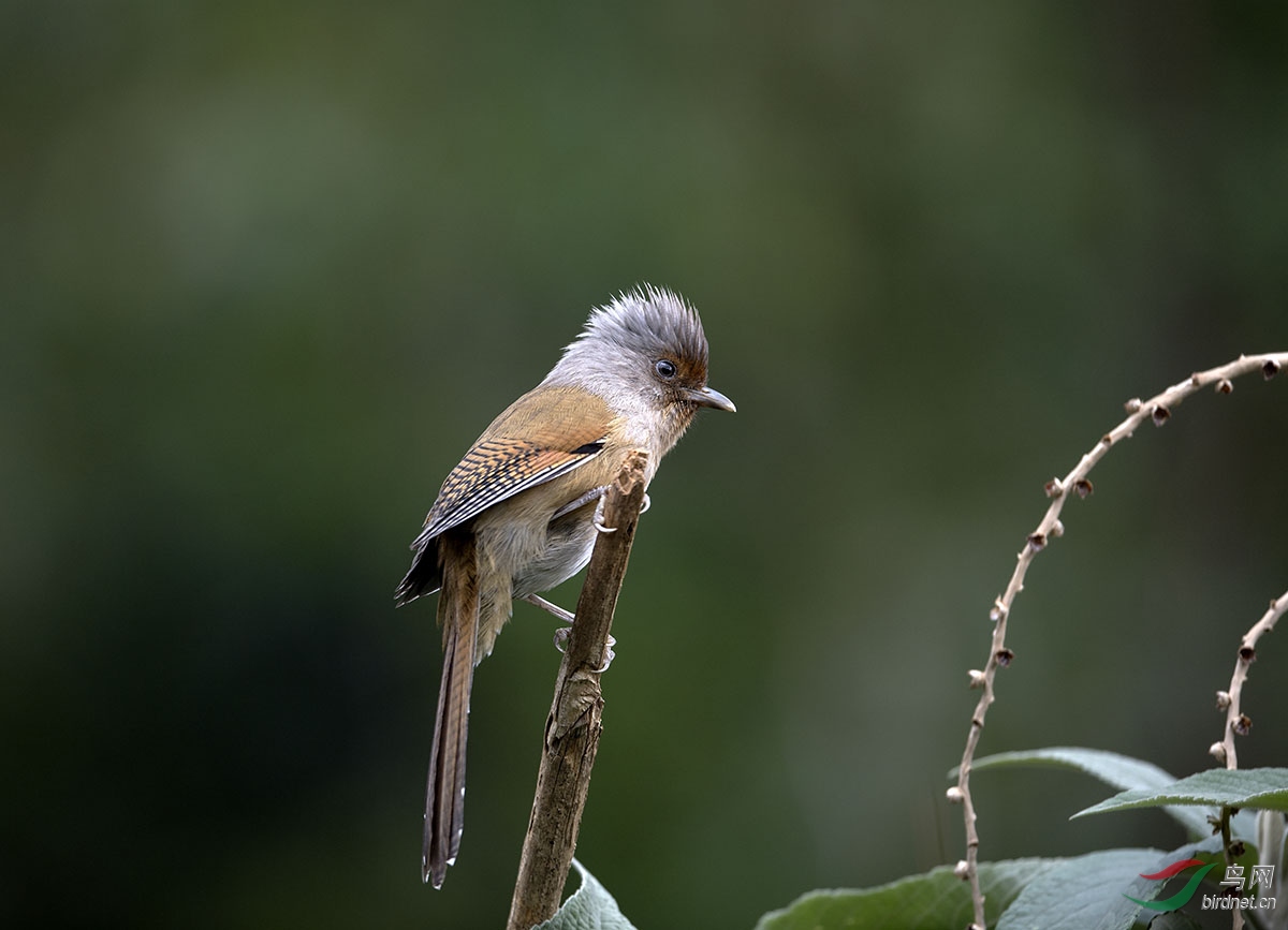DSC_4625_5.jpg