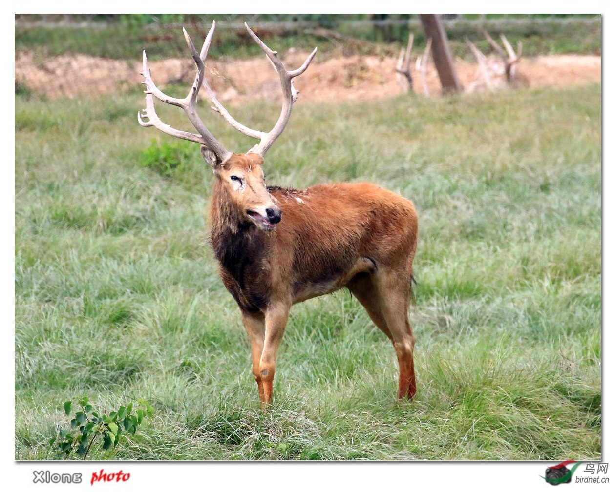 [动物] 盐城四不像--拍于争霸前夕