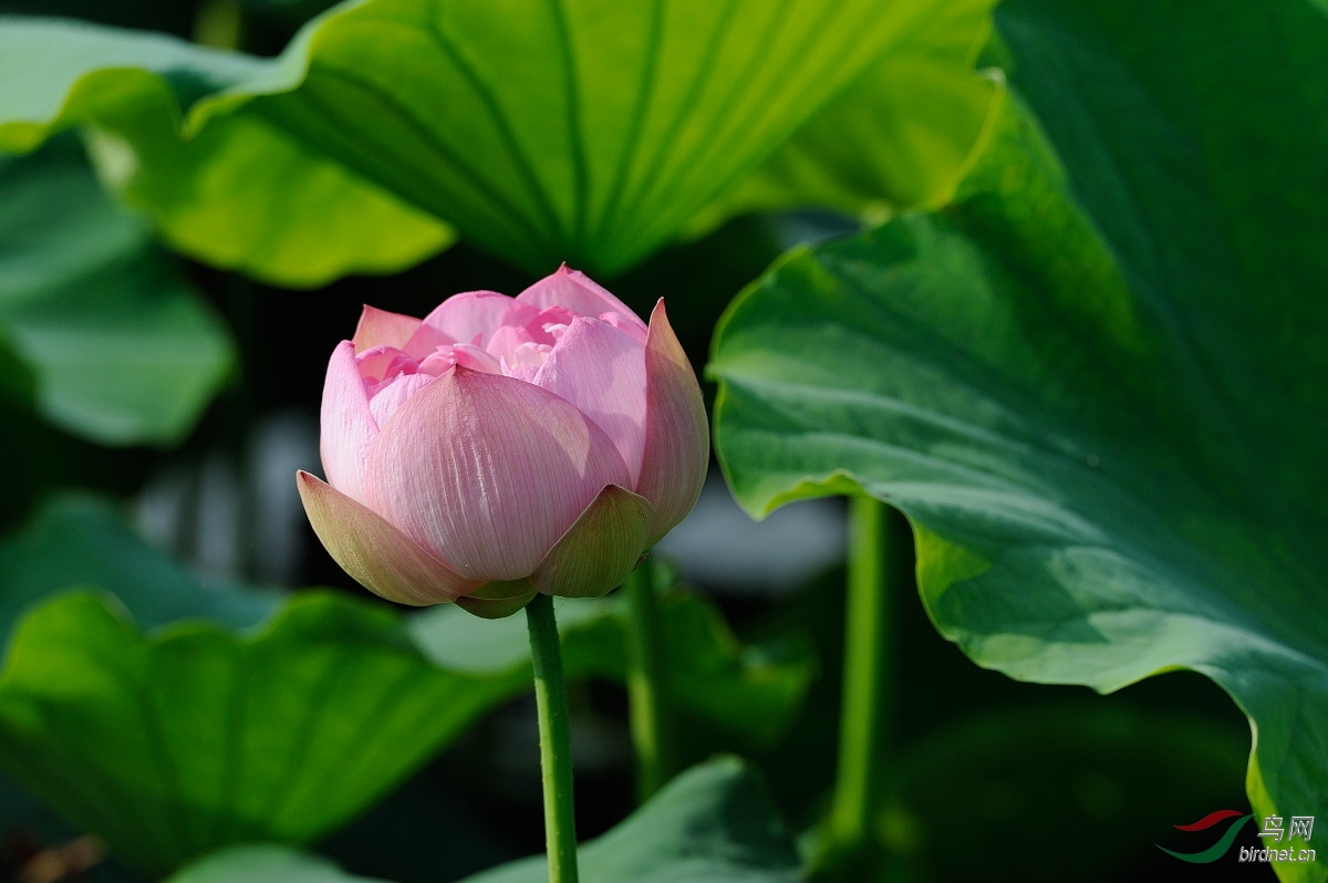 DSC_9606.jpg