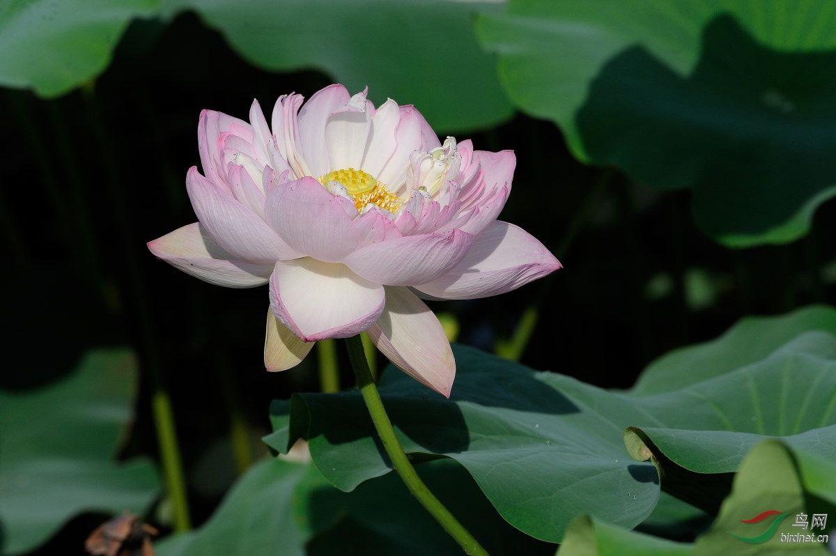 DSC_9619.jpg