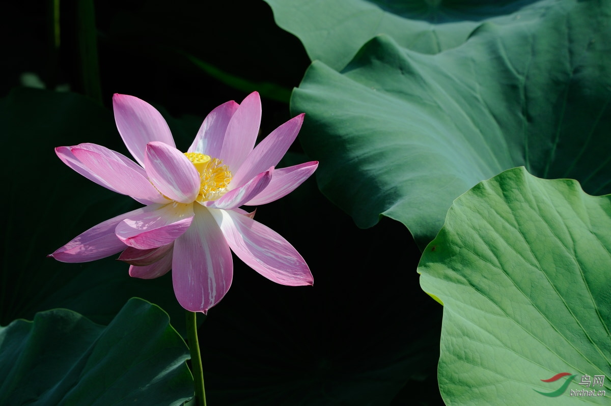DSC_9626.jpg