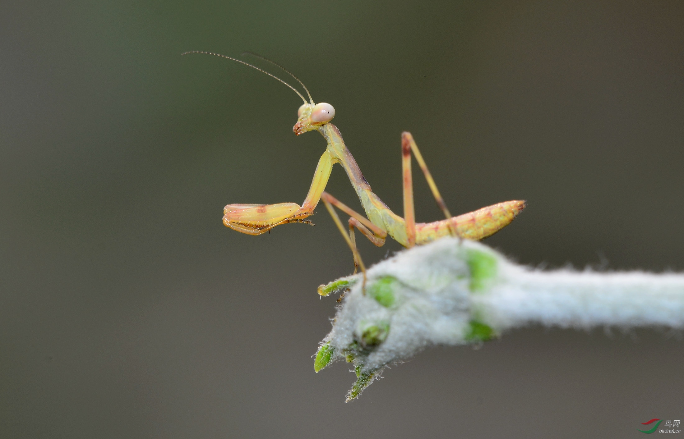 刚出壳的小螳螂