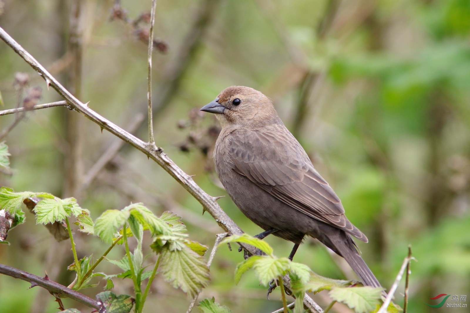 褐头牛鹂