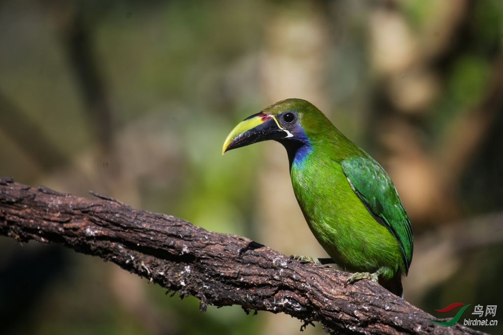 �̾�����