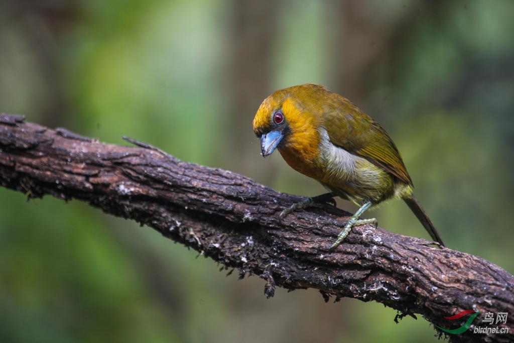 ¡������