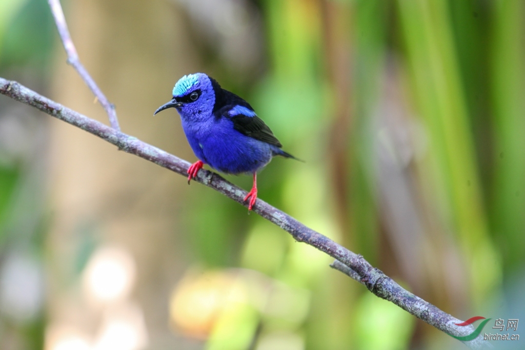 鸟网2月哥斯达黎加拍鸟活动报告 攻略