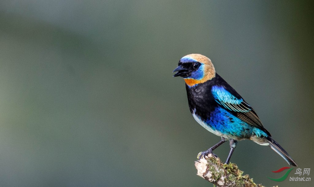 ��ͷ����ȸ