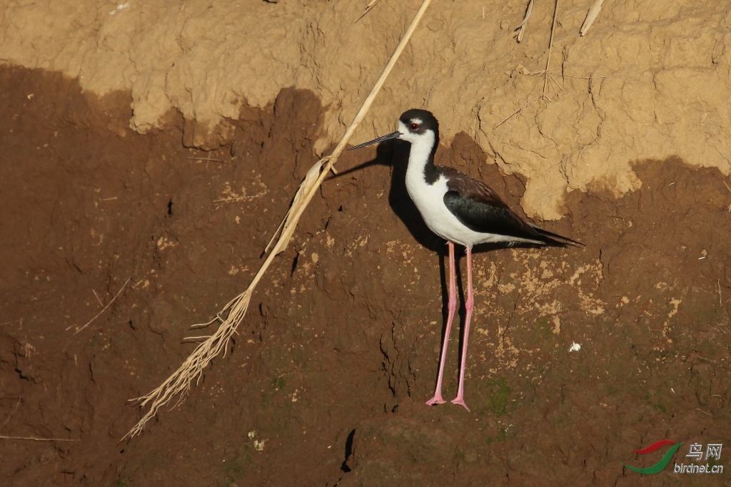 �ھ�������