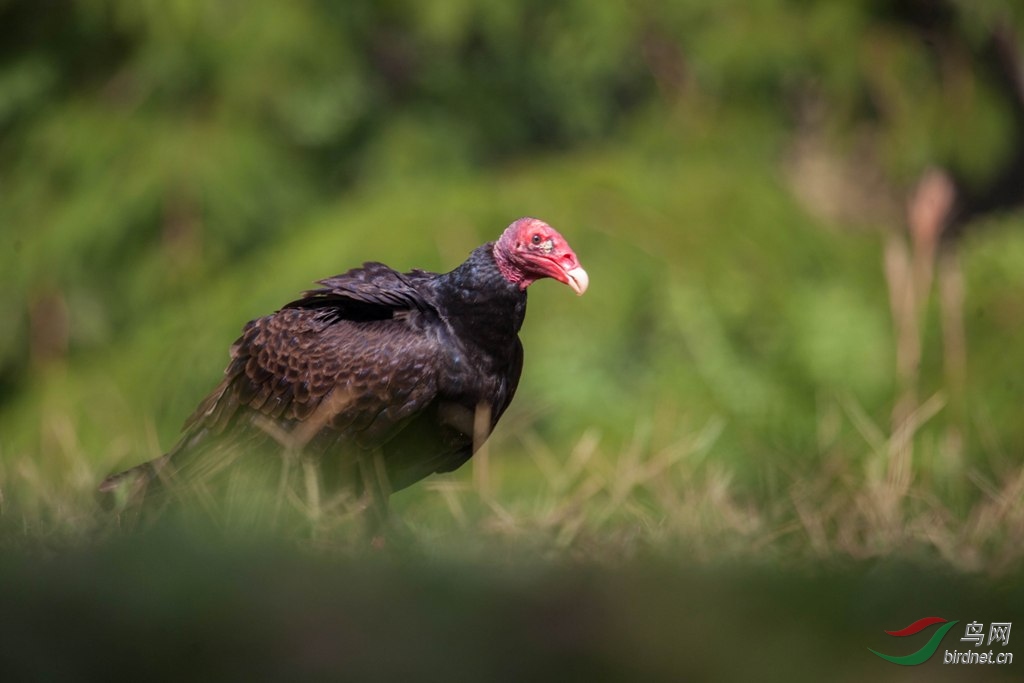 ��ͷ������