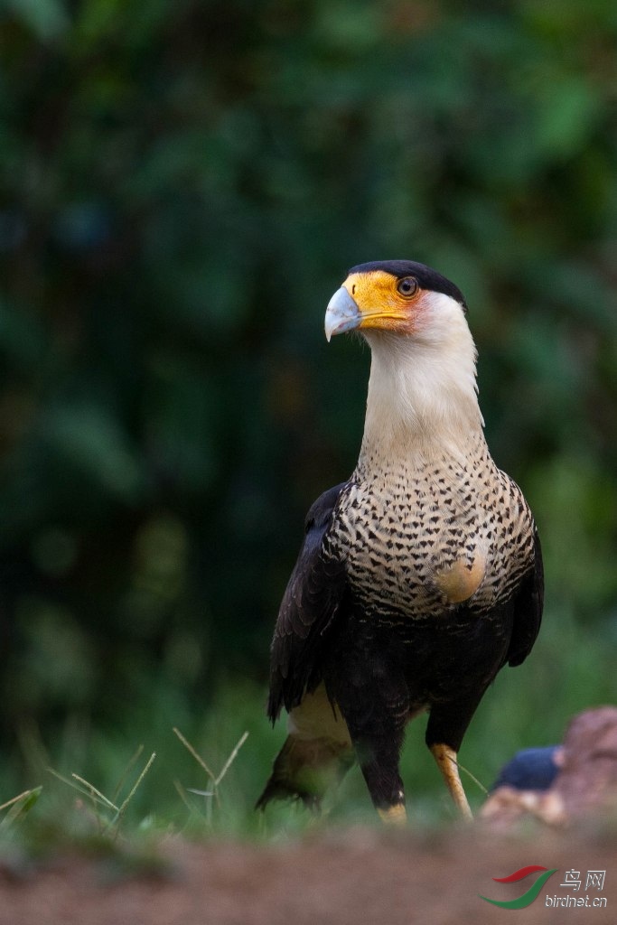 ��ͷ����ӥ