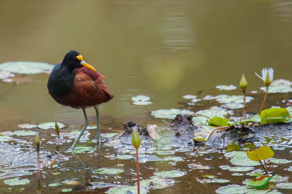 ����ˮ��