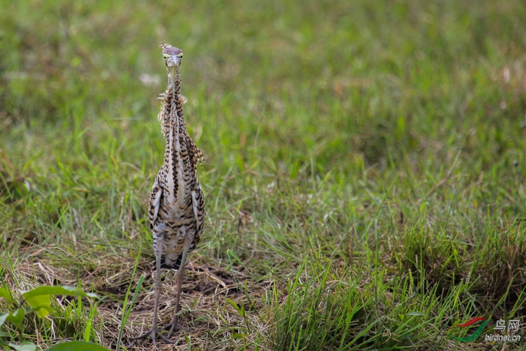 ������ش���