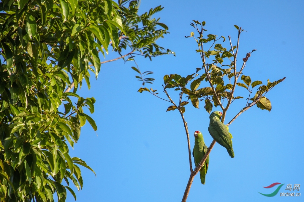 �����и�