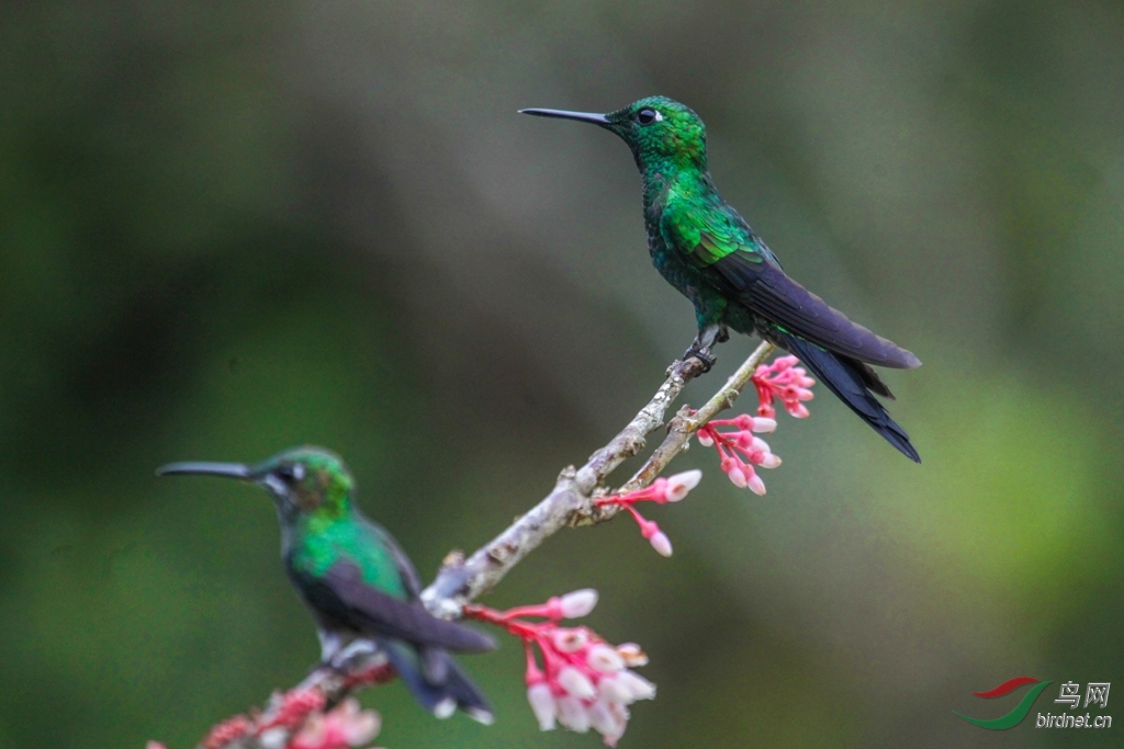 �̶��Է���