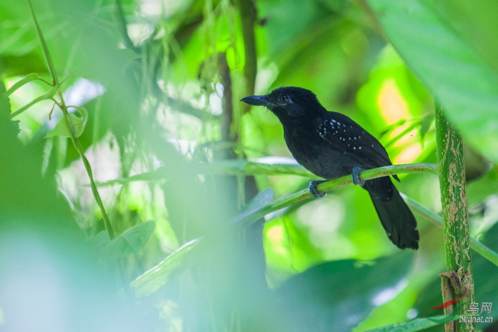 ��ͷ����