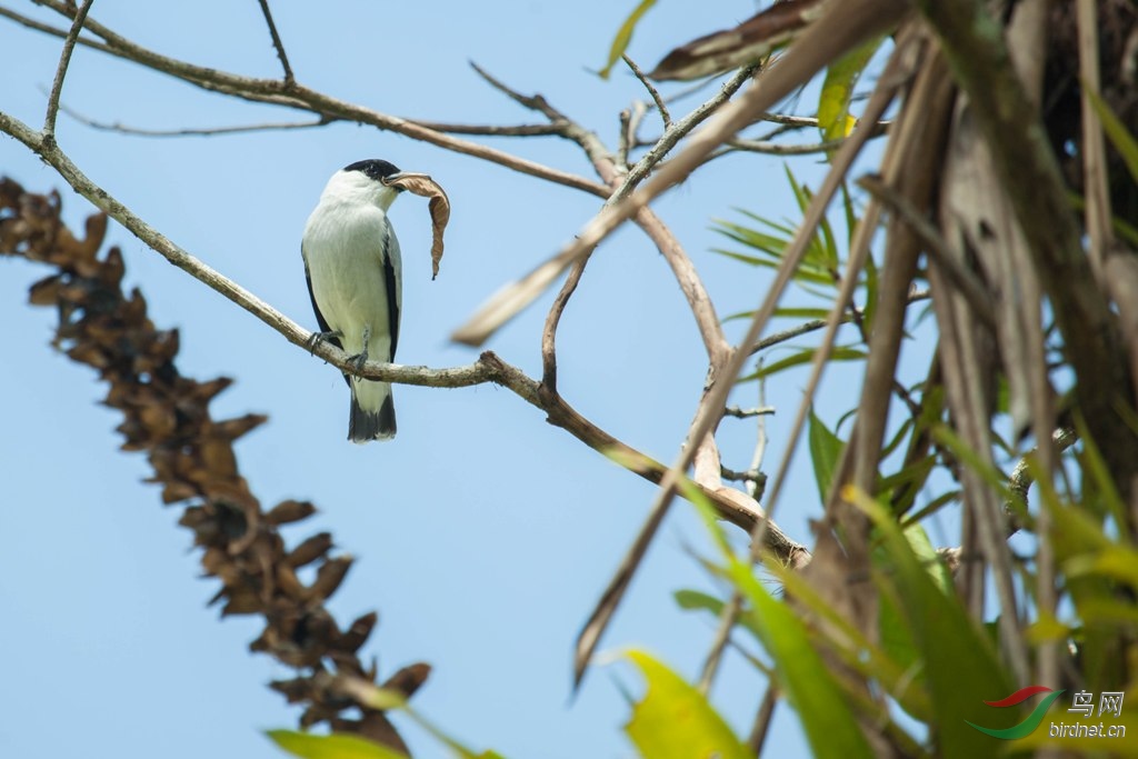 �ڶ���̩���l