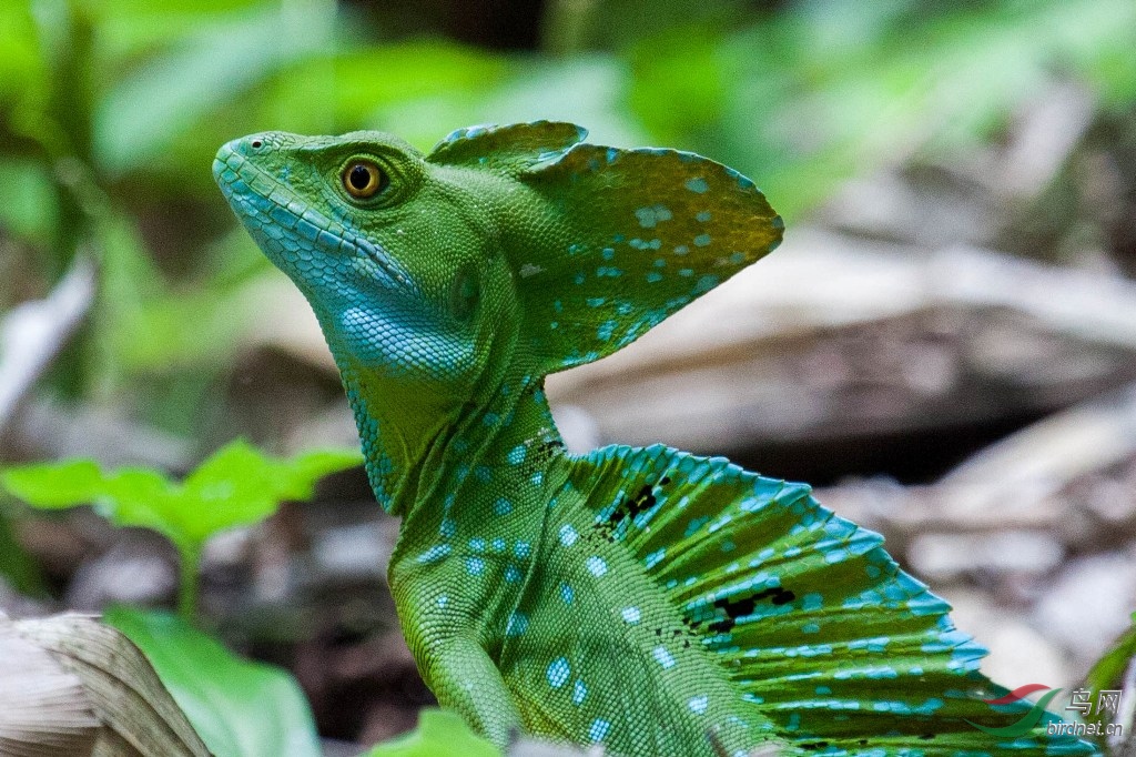 ˫������