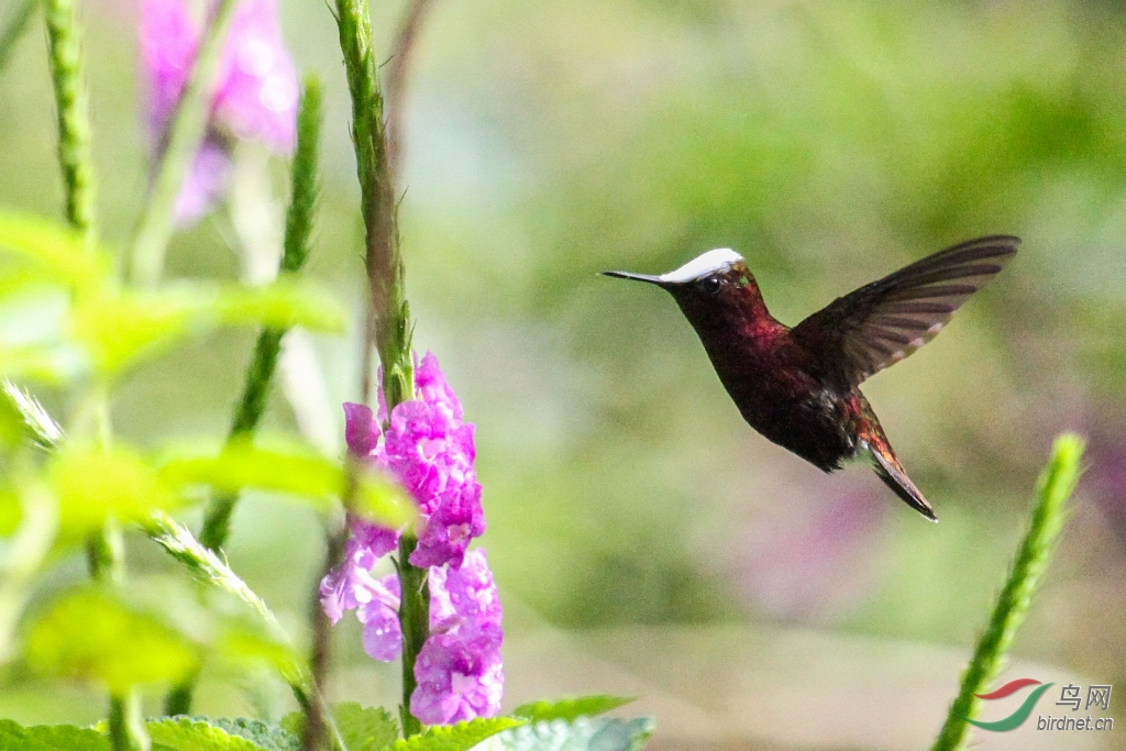 �׶�����