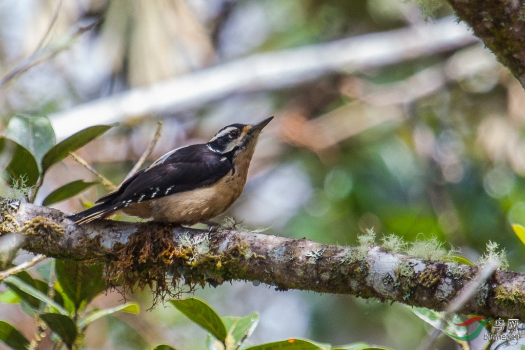 ������ľ��