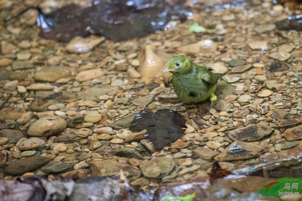 �춥���l����