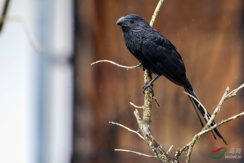 ����Ϭ��