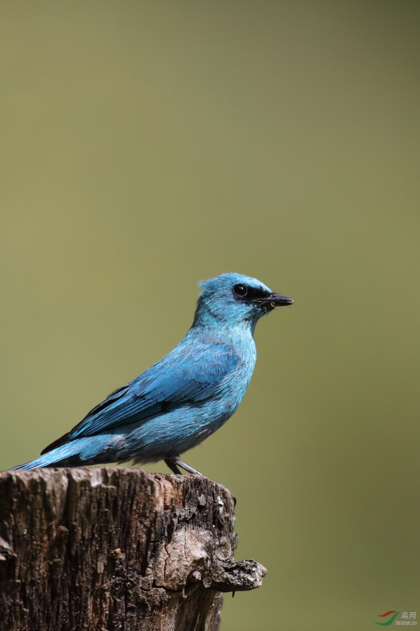 今天上午拍的铜蓝鹟