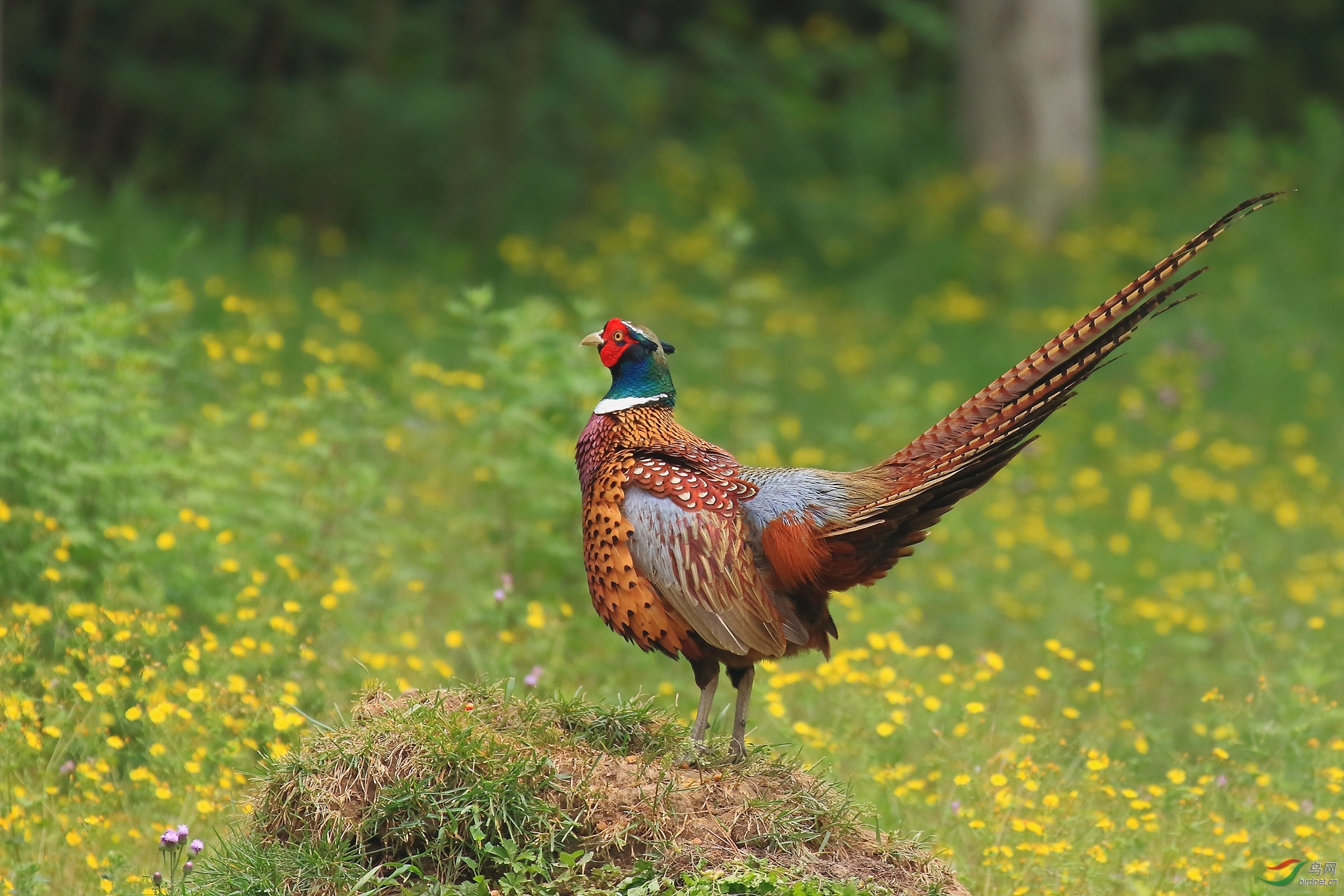 初夏的【环颈雉】