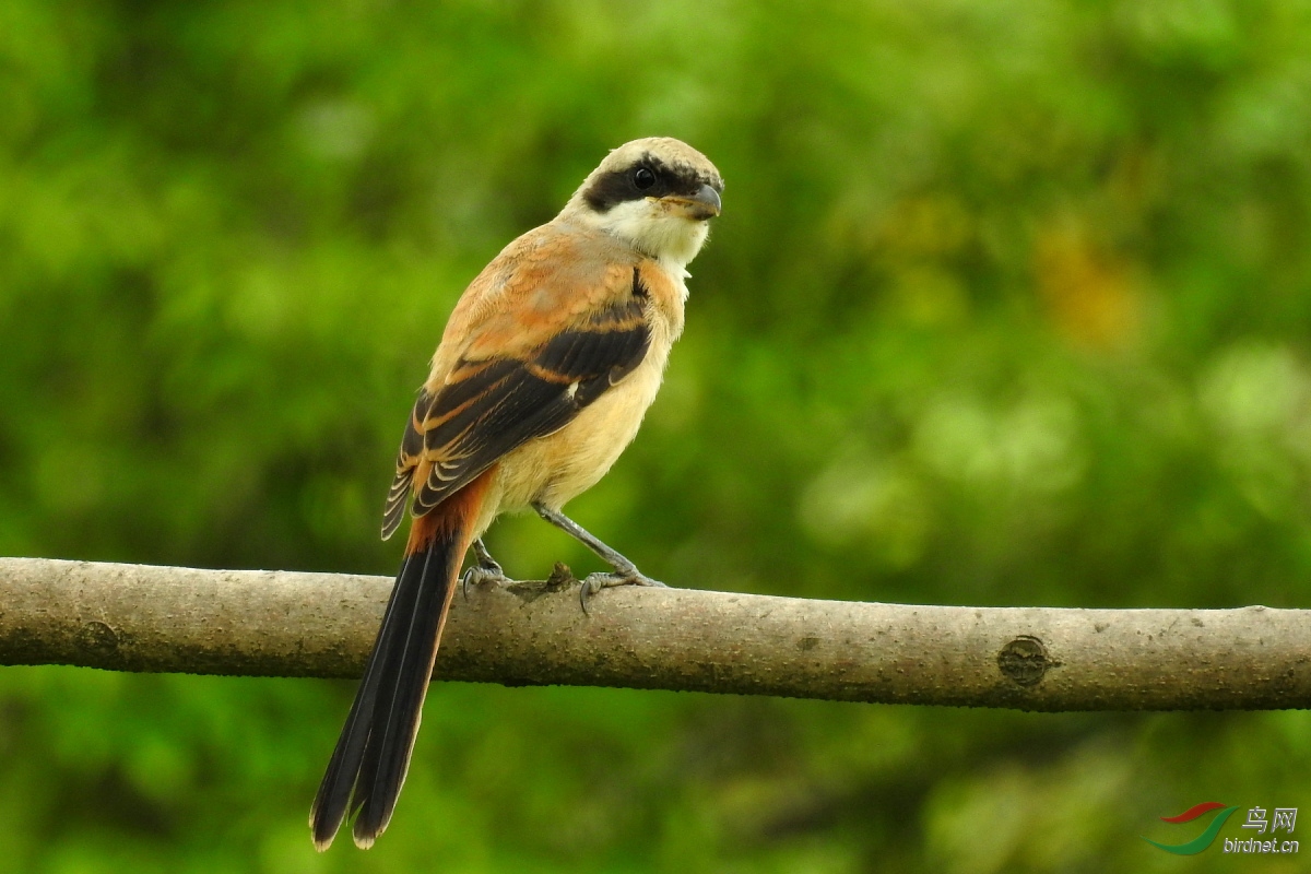 �ر����� ����Լ20��