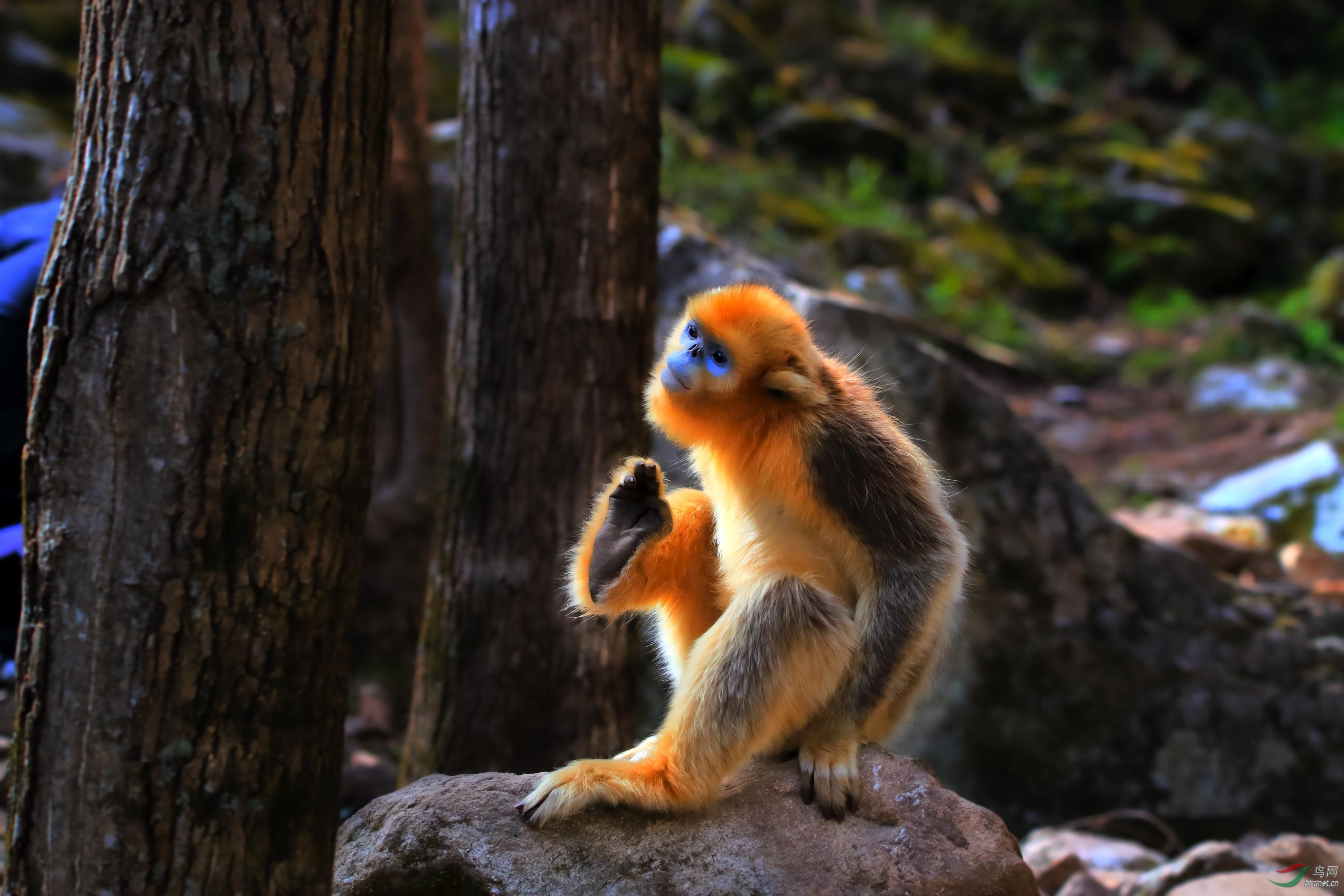 爷们儿——川金丝猴的逆光照(荣获首页动物风光精华)