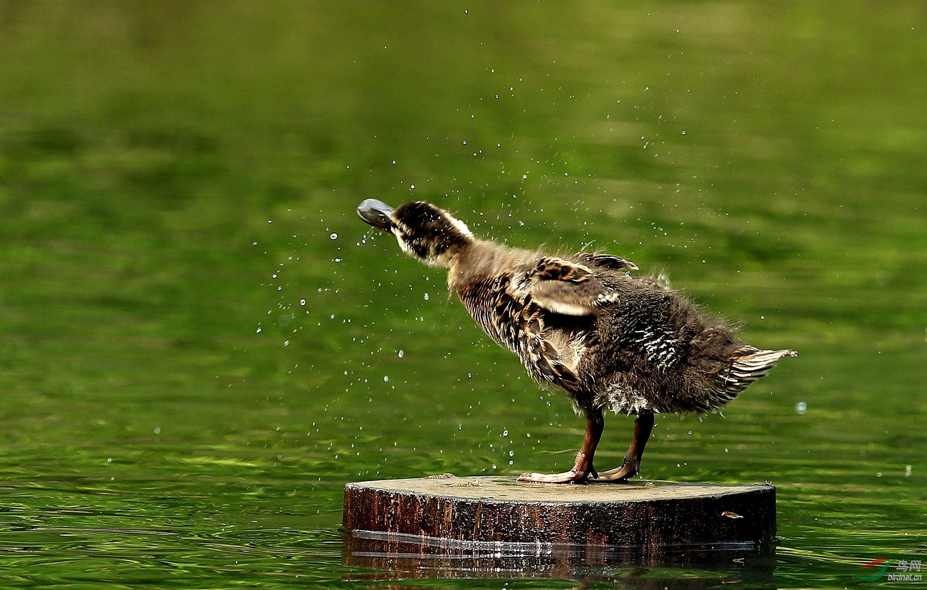 水鸟小小绿头鸭沐浴