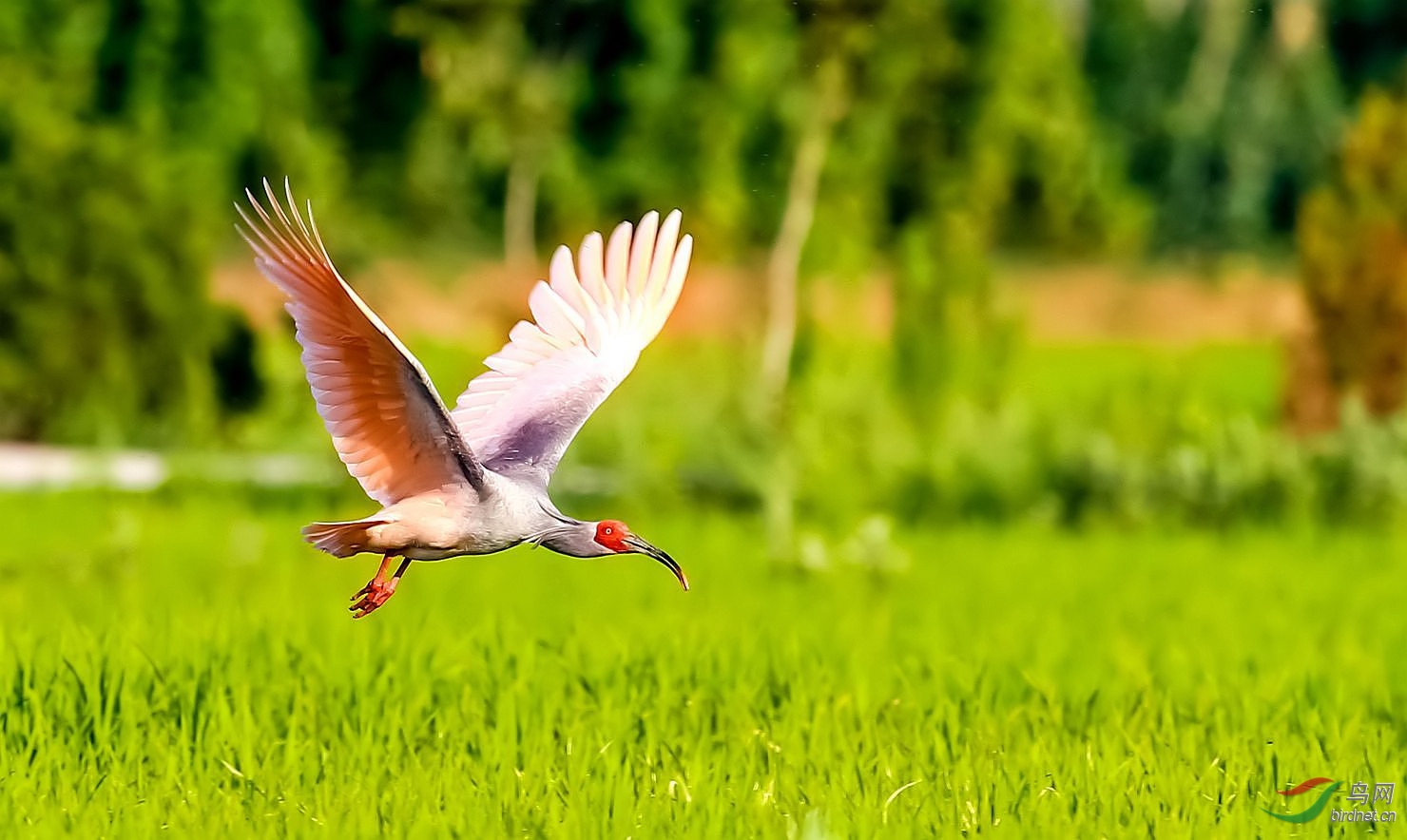 朱鹮飞过青草家
