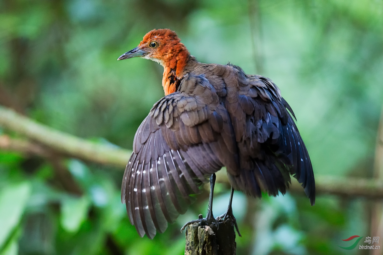 展翅白喉斑秧鸡