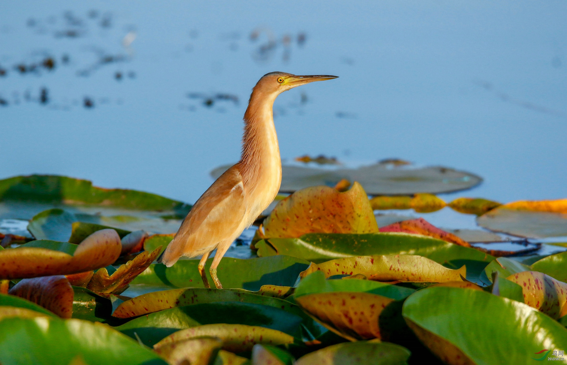 黄苇鳽——拍摄于忻州市云中河湿地
