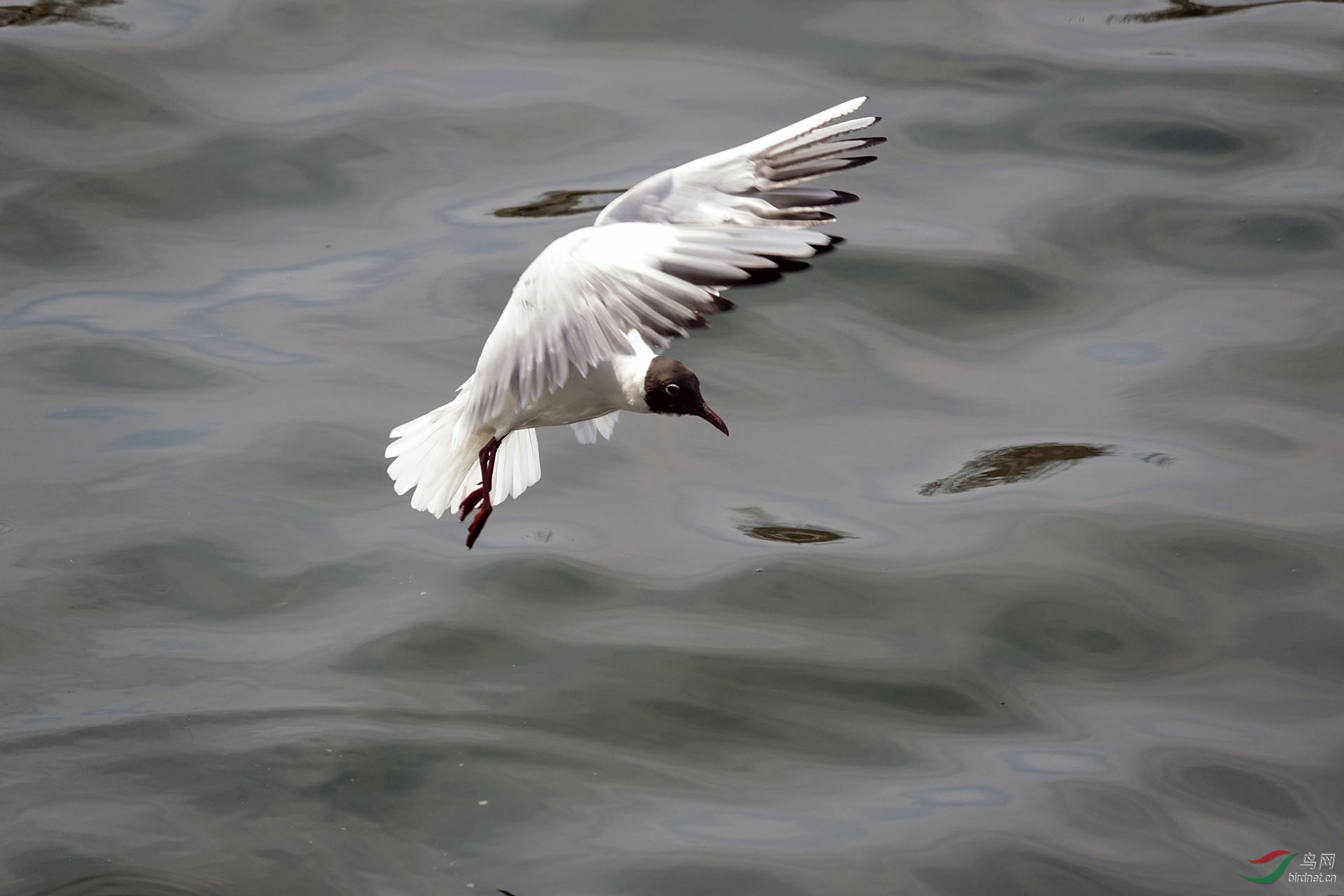 吉祥鸟黑嘴鸥