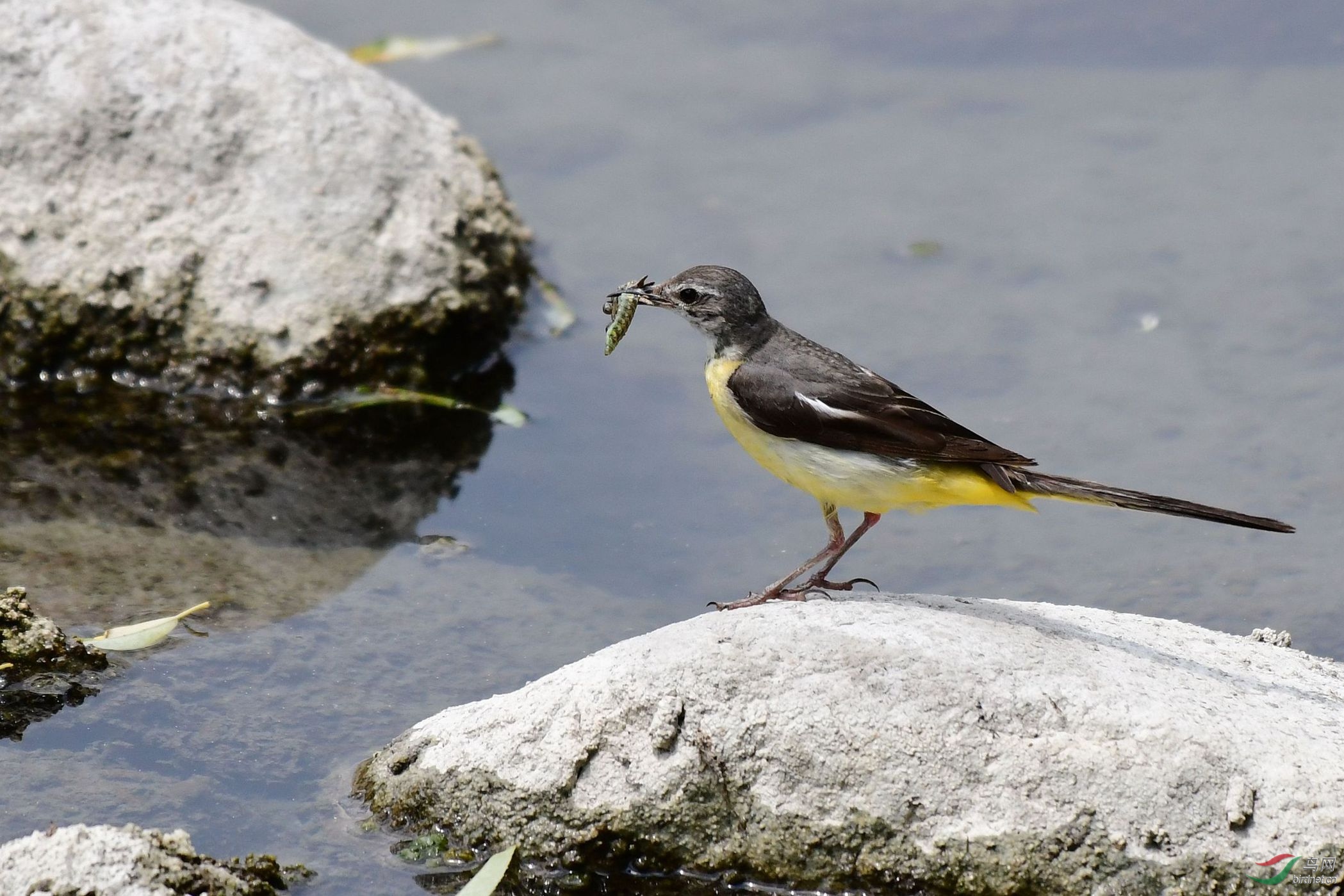 红头麻雀 096_副本.jpg